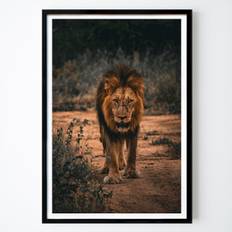 Photo Art Poster: The Lion King of the pride by Anders Berling