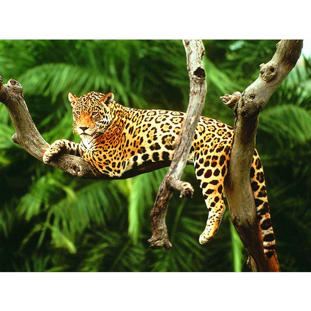 5d Diamantmålning Kvinna Djur Diamantbroderiförsäljning Leopardbilder av Rhinestones Mosaikhantverk Full Round 30X40CM