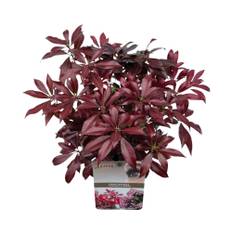 Japansk buskrosling FLORASELF Pieris japonica Katsura 20-25cm Co 2L
