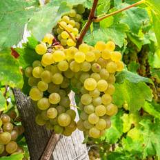 Vindrue Solaris - Vitis vinifera Solaris