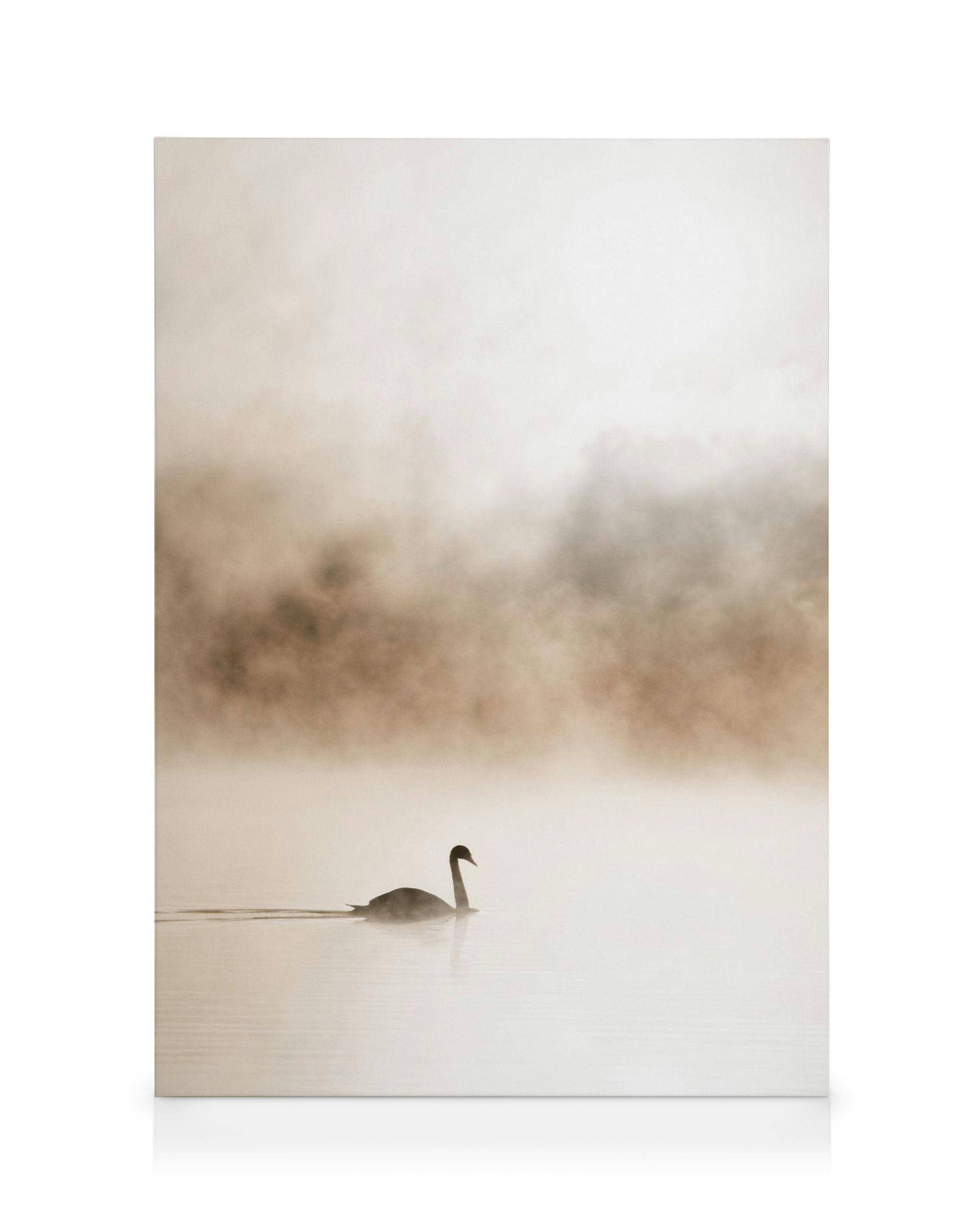 Canvastavlor Gliding Swan Canvastavla (50x70 cm)