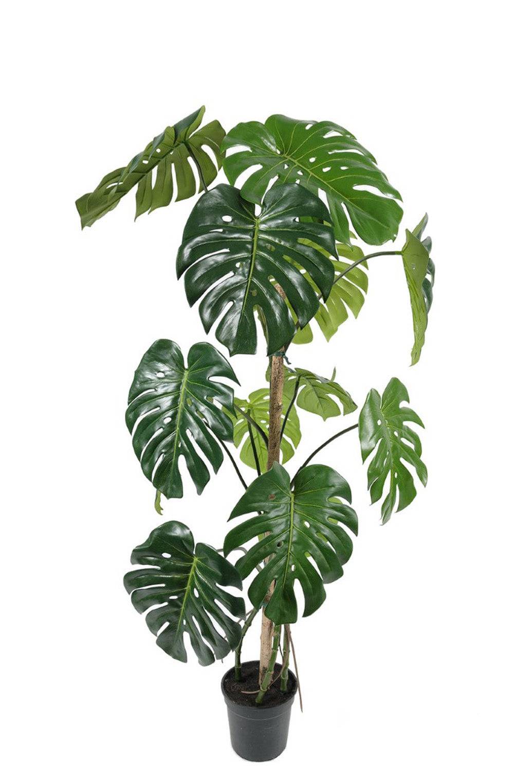 Konstväxt Monstera