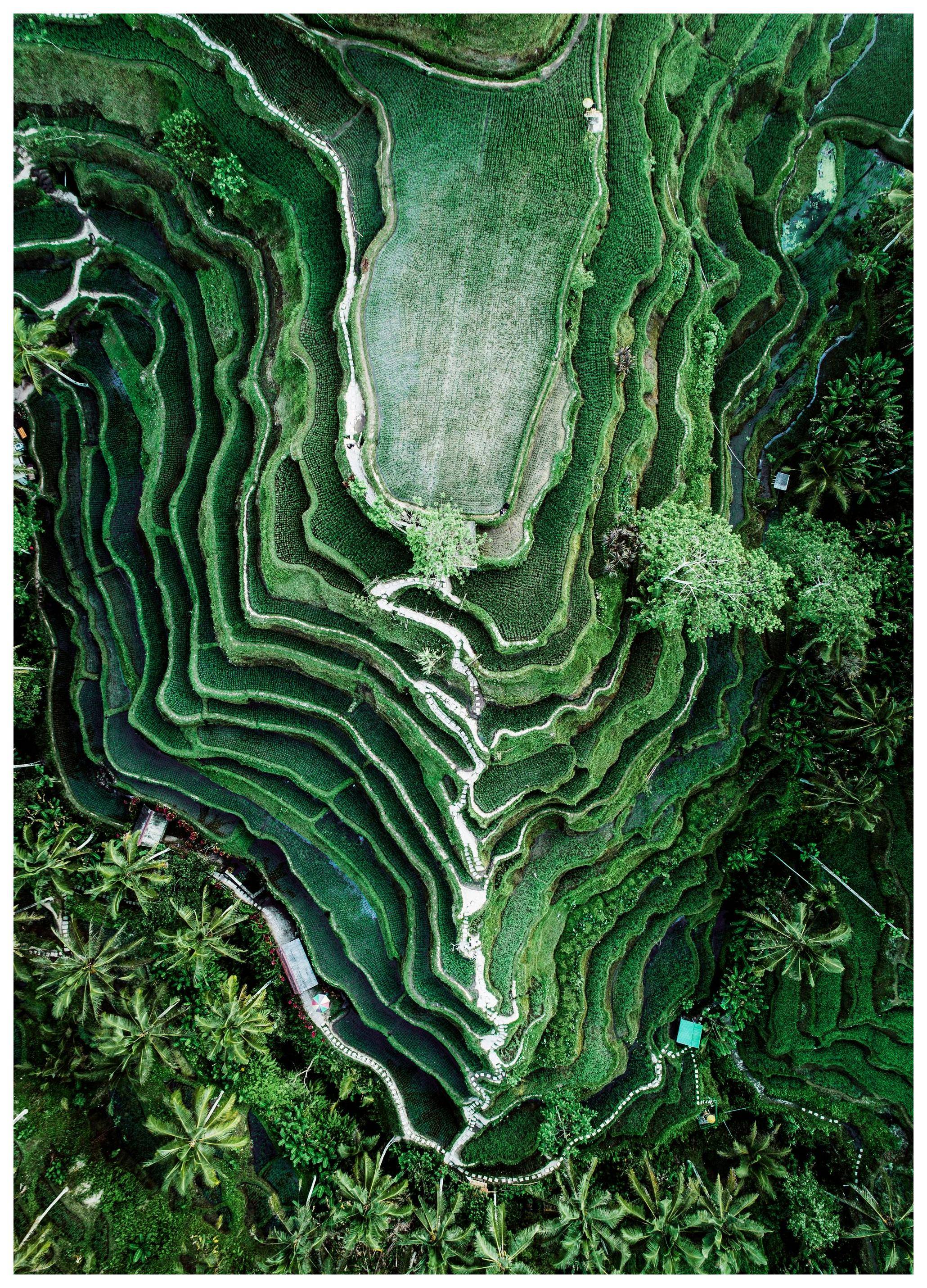 Rice Terraces Poster (21x30 cm)