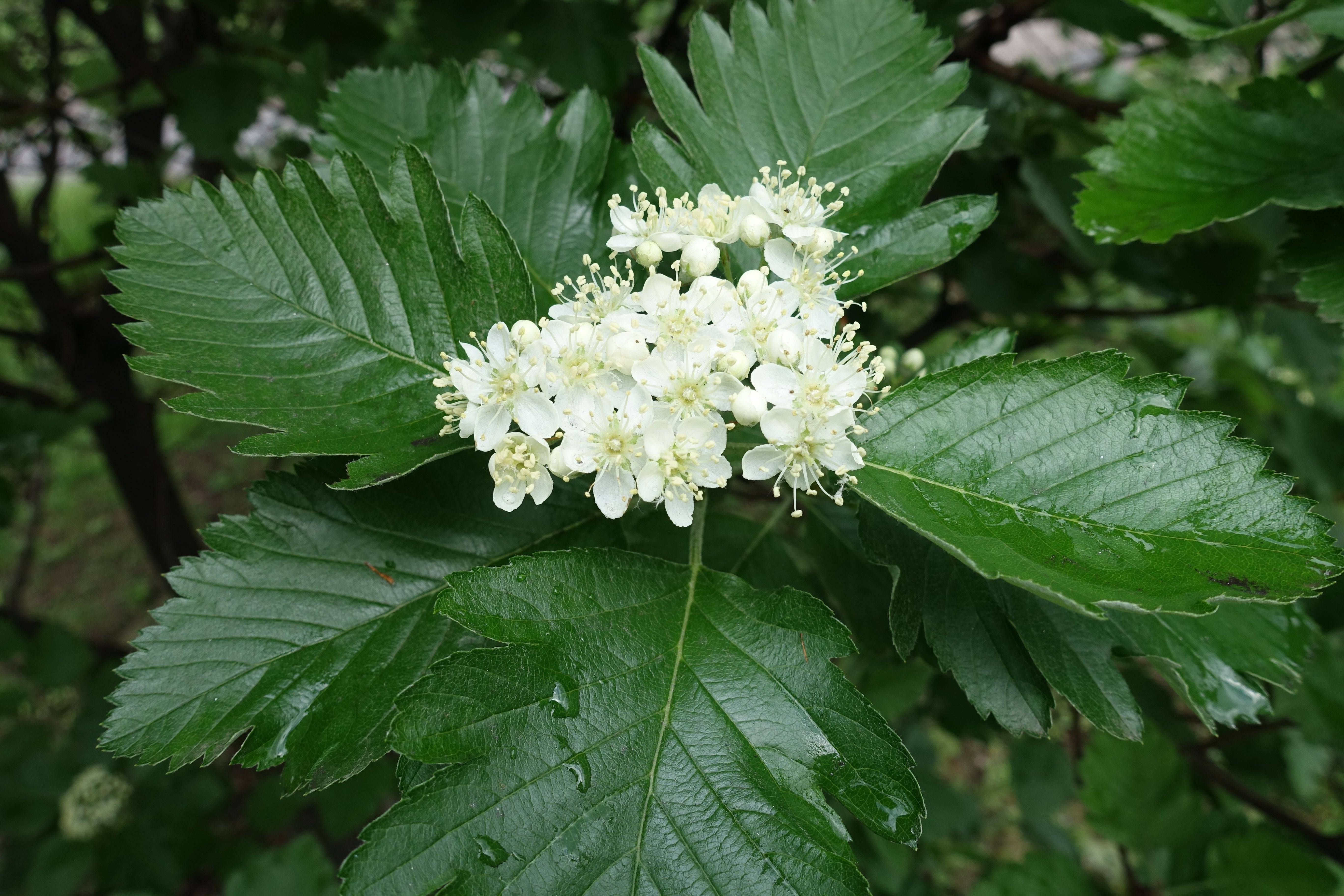 Sorbus mougeotii, 50-80 cm, 200-pack