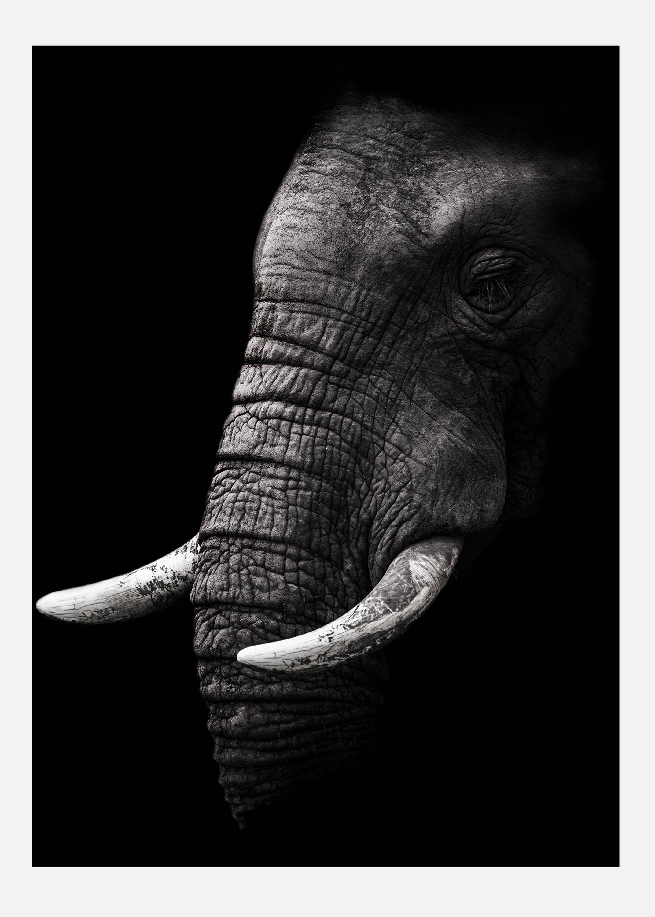 Portrait Elephant Canvastavla (70x100 cm)