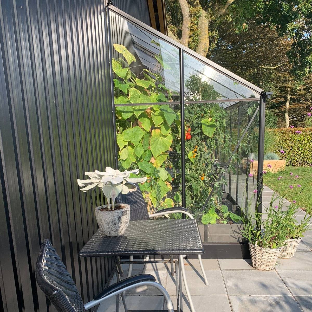 Vægdrivhus Solid 4.3 M² - Ral 9005 sort FORUDBESTILLING / Sider: 4mm hærdet glas. tag: 6mm poly. / Ingen sokkel