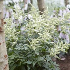 Silverastilbe (Krukstorlek: 0,5-1L)
