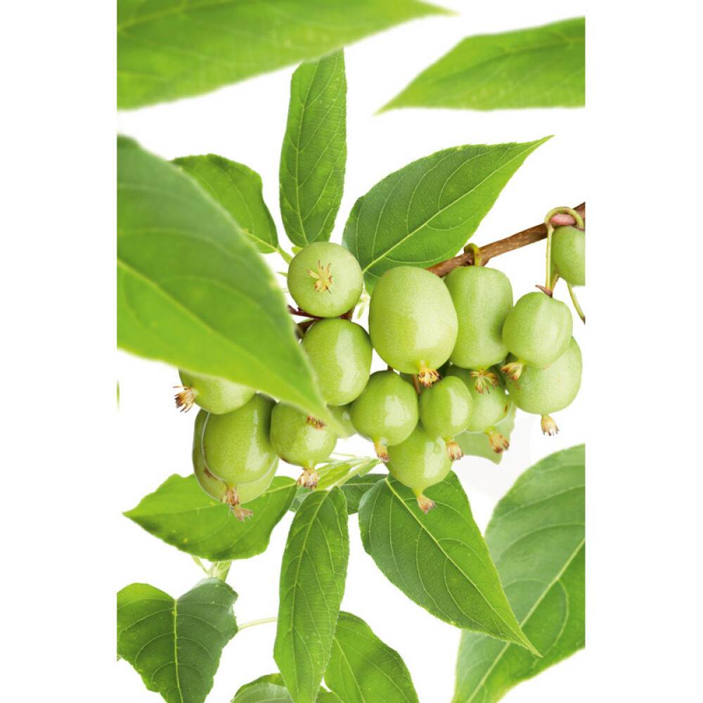MINIKIWI FRUKTVÄXT 30-50CM 5-PACK
