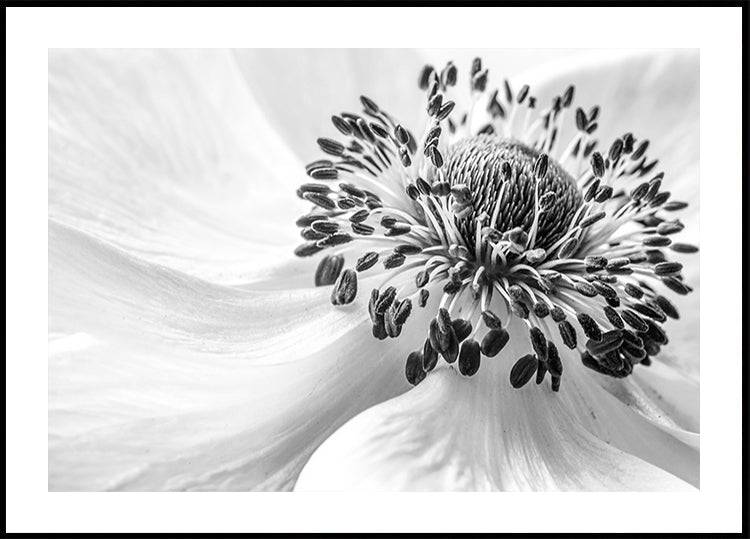 Anemone (30x40cm) - Plakater > Fotografiska Posters, Vår Posters, Svart och Vit Posters, Botaniska Posters, Natur Posters, BD