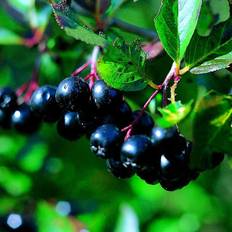 Storfrugtet surbær (Aronia prun. 'Aron') 25-50 cm