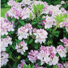 Park Rhododendron, Rosa 5-p
