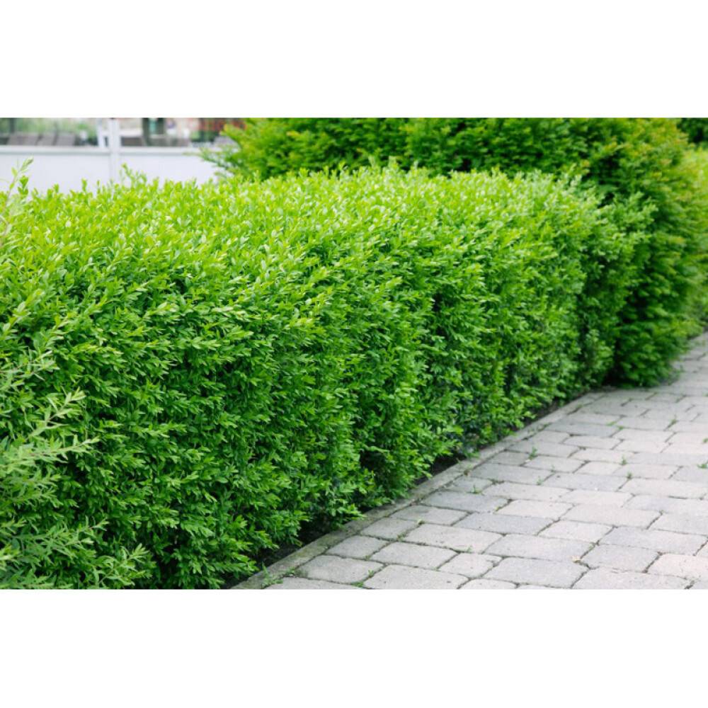 HÄCK VINTERLIGUSTER LIGA 80-120CM 10-PACK