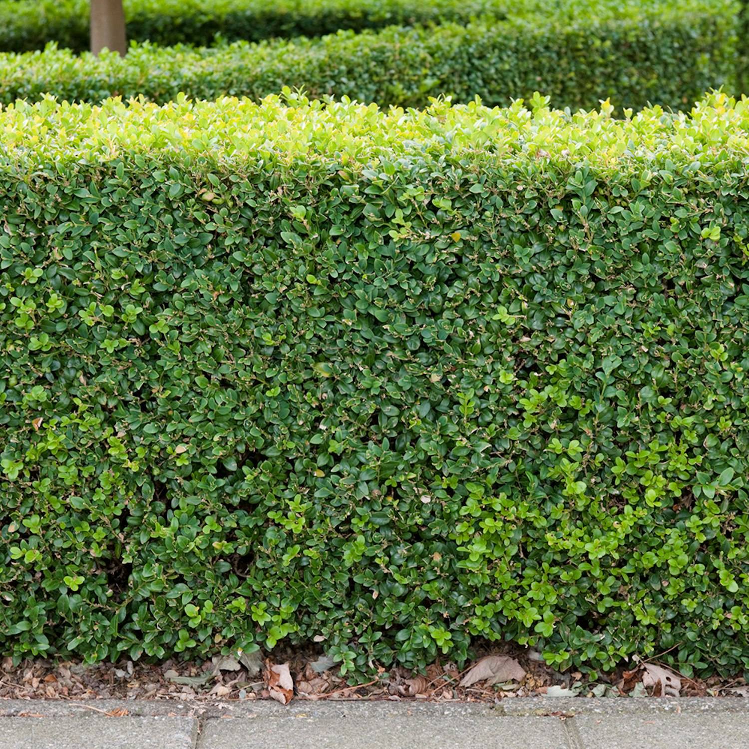 Buske Omnia Garden Buxbom 10-15 cm 10-pack