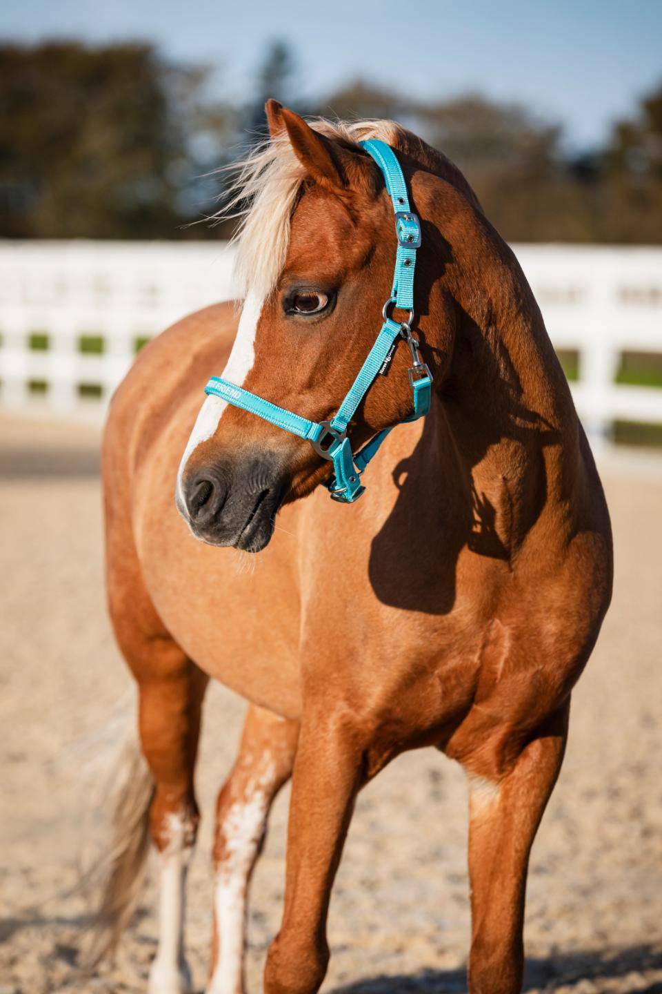 HorseGuard Malva Grime - Aruba Blue - XFULL