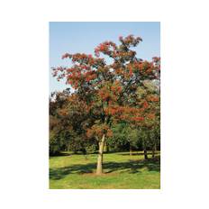 Japansk rönn OMNIA GARDEN Sorbus commixta Carmencita