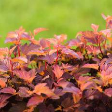 Physocarpus opulifolius 'Little Angel', 5-pack