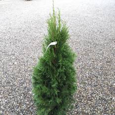 Thuja Smaragd 100-125 cm. - Thuja occidentalis Smaragd