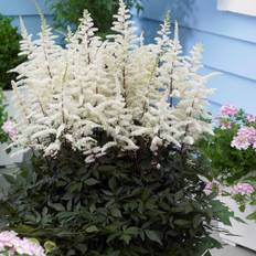 Astilbe (Storlek: 0,5-1L)