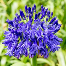Skærmlilje (Agapanthus 'Flower Of Love')