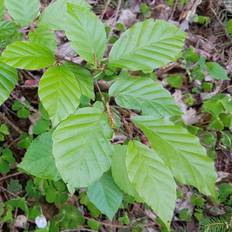 Bøgetræ 125-150 cm. - Fagus sylvatica
