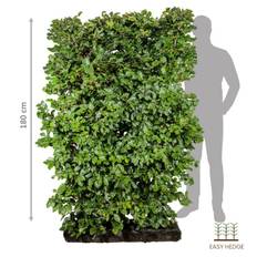 Luksus bøg (Fagus Sylvatica) 180 cm færdighæk