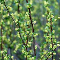 Fjeldribs (Ribes alpinum) 30-50 cm