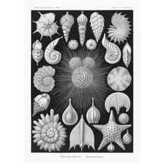 Bildreproduktion Thalamophora–Kammerlinge (1904), Ernst Haeckel, 30 × 40 cm