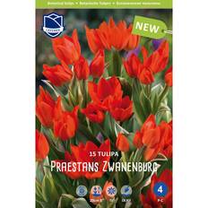 Tulipanløg (Tulipa 'Praestans Zwanenburg')