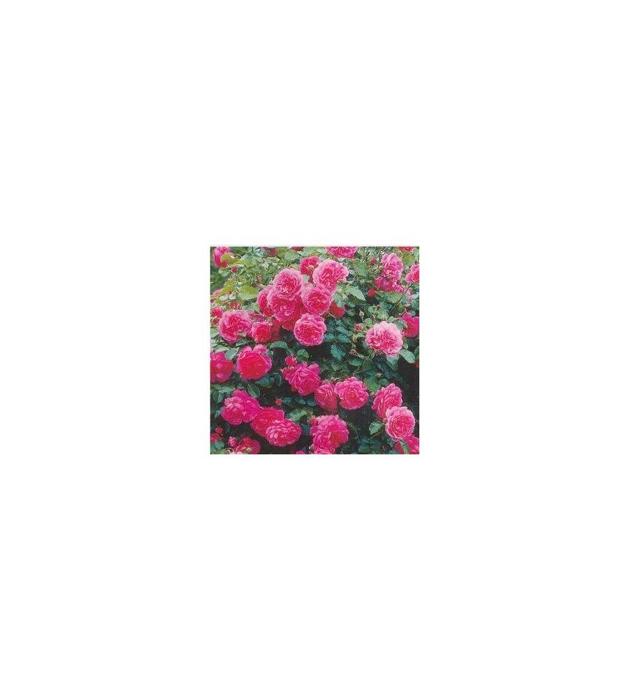 Rose Rosarium Uetersen - Slyngrose / Barrods.