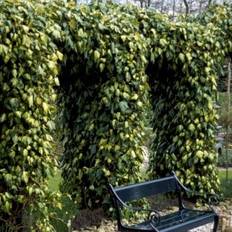 Kæmpe-Efeu 'Dentata Variegata'