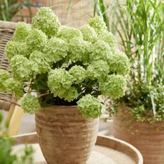 Hydrangea paniculata Petite Cherry , Vipphortensia