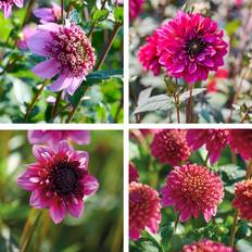 Dahlia mix 'Anemone mix' - 5 knolde - Flerfarvet Dahlia Mix