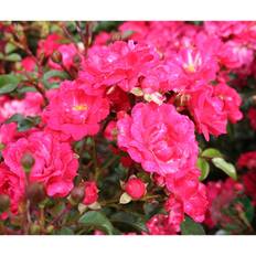 Marktäckande Ros Red Fairy Barrot Rosa