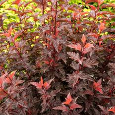 Smällspirea (Storlek: 30-40 C3)