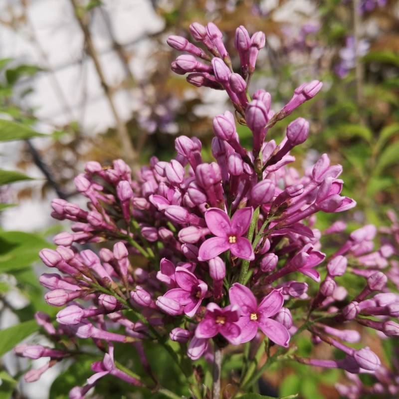 Kinesisk Syren - Syringa chinensis Saugeana.