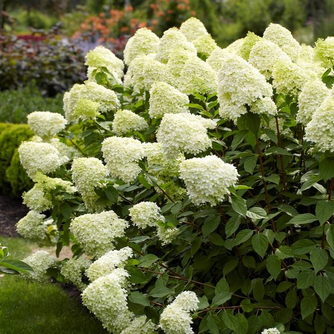 Vipphortensia - Hydrangea paniculata Limelight ® (Storlek: 40-50 C3)