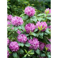 Rhododendron Park Roseum Elegans Lila 40-50Cm Krukodlad 10-Pack