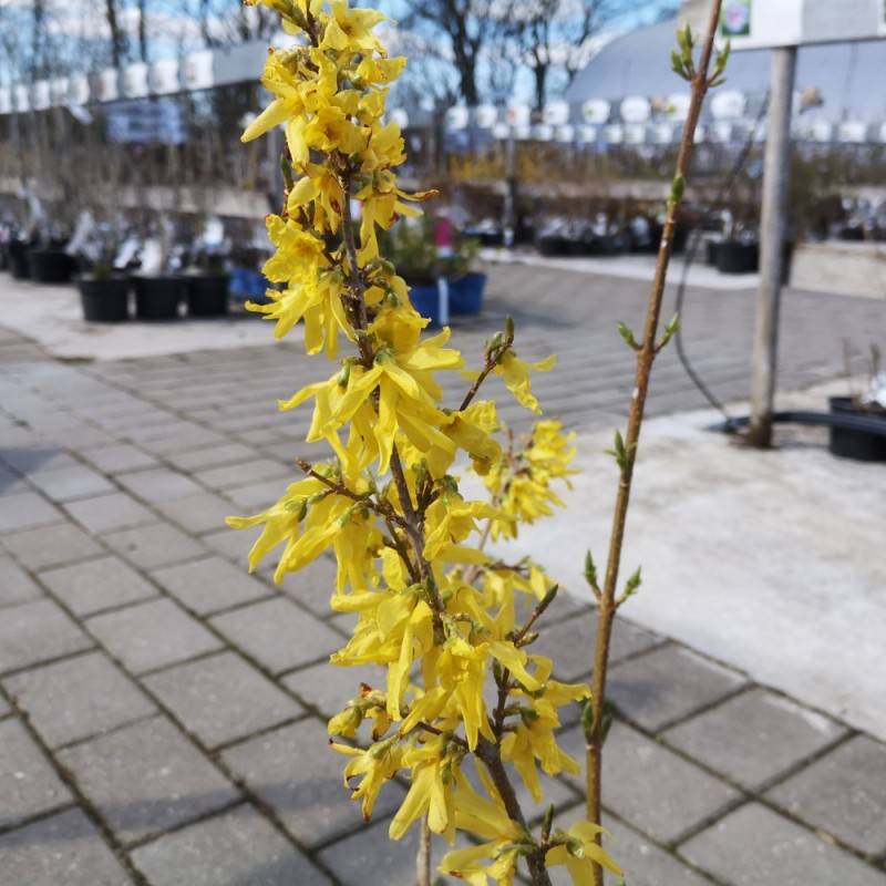 Forsythia Lynwood - Forsythia intermedia Lynwood.