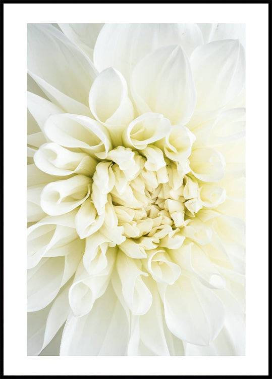 White Dahlia Poster (21x30cm) - Plakater > Botaniska Posters, BD, LANGFIX