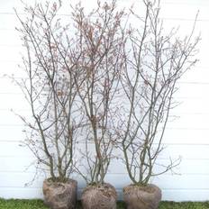 Amelanchier lamarckii (canadensis) - Færdighæk - højde: 125 cm. - Bærmispel