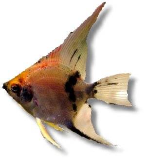 Ancistrus sp. snow white 5–6 cm