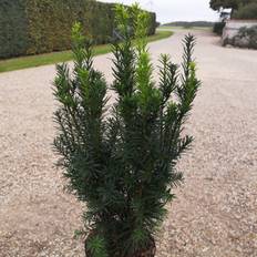 Taks Hicksii 40-50 cm. - Taxus media Hicksii