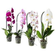 PHALAENOPSIS krukväxt, Orkidé/kaskad 1 stängel, 12 cm