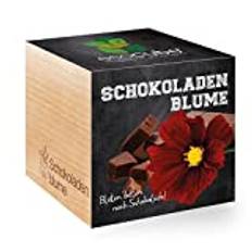 Feel Green 296251 Ecocube Schokoladenblume, Blüten Duften Nach Schokolade, Nachhaltige Geschenkidee (100% Eco Friendly), Grow Your Own/Anzuchtset, Pflanzen Im Holzwürfel, Made in Austria