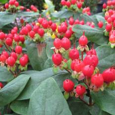 Perikon (Hypericum inod. 'Miracle Attraction') 30-50 cm