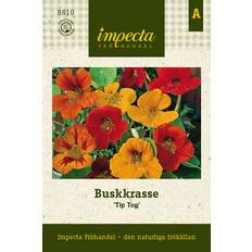 Krasse, Busk-, Tip Top
