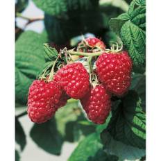 Omnia Garden Hallonbuske Malling Promise - 1-pack