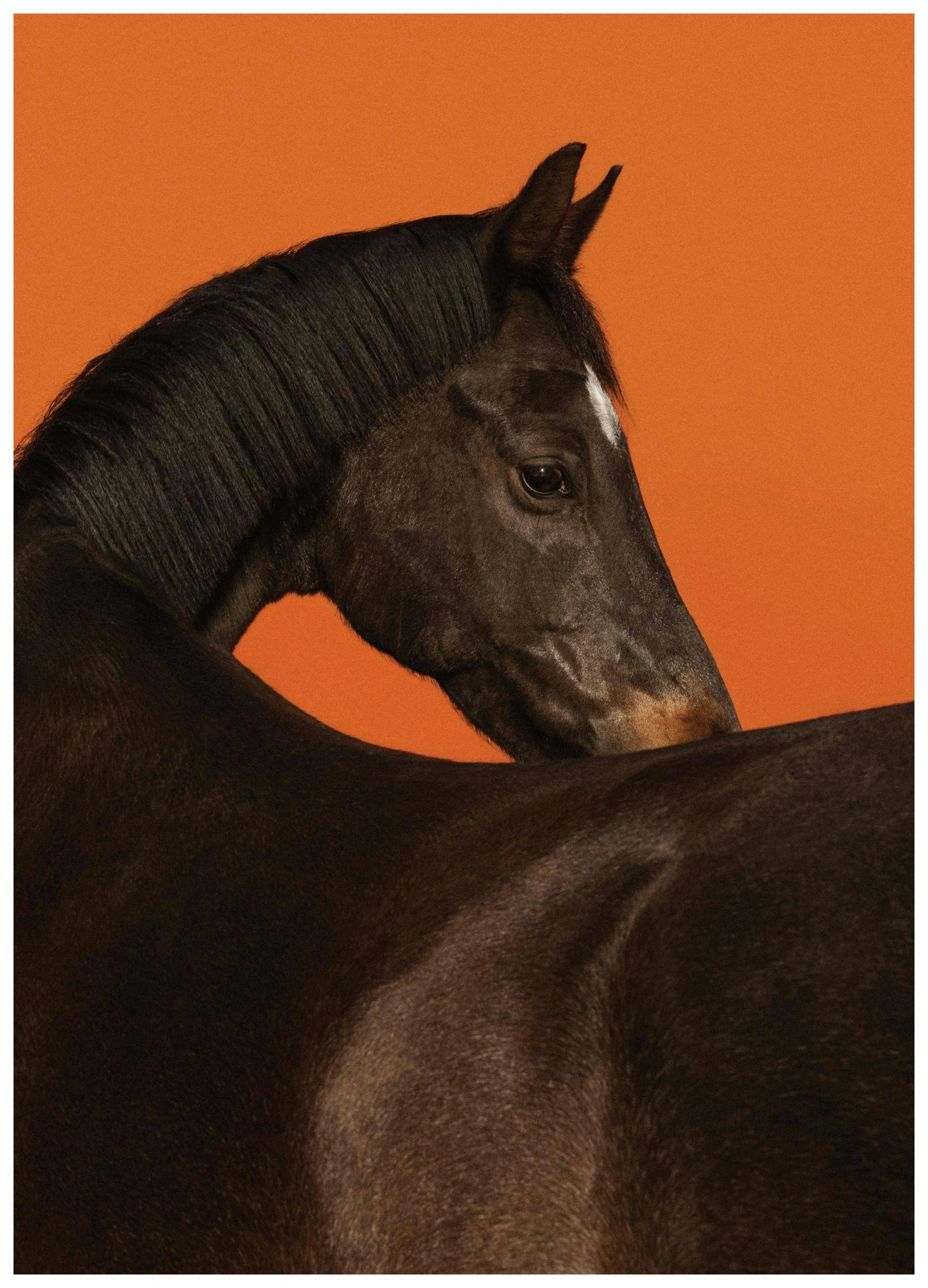 Stallion Poster (30x40 cm)