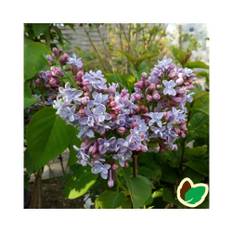 Storblomstret Syren Carpe Diem 40-80 cm. - Syringa vulgaris Carpe Diem