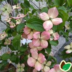 Koreakornel Satomi 40-80 cm. - Cornus kousa Satomi